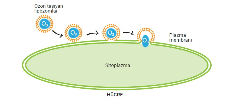 Lipozomun Hücreye Girişi